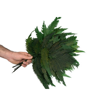 Fougère colombienne stabilisée 13