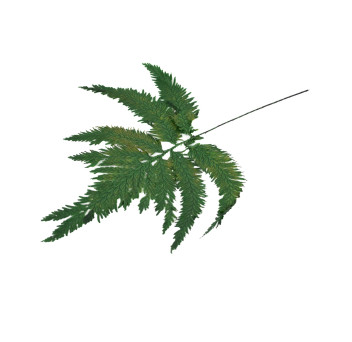 Fougère colombienne stabilisée 13